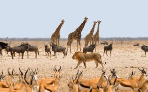 Diferentes animales (jirafas, ñus, gacelas, avestruces) en la sabana, observando con miedo a un león cercano