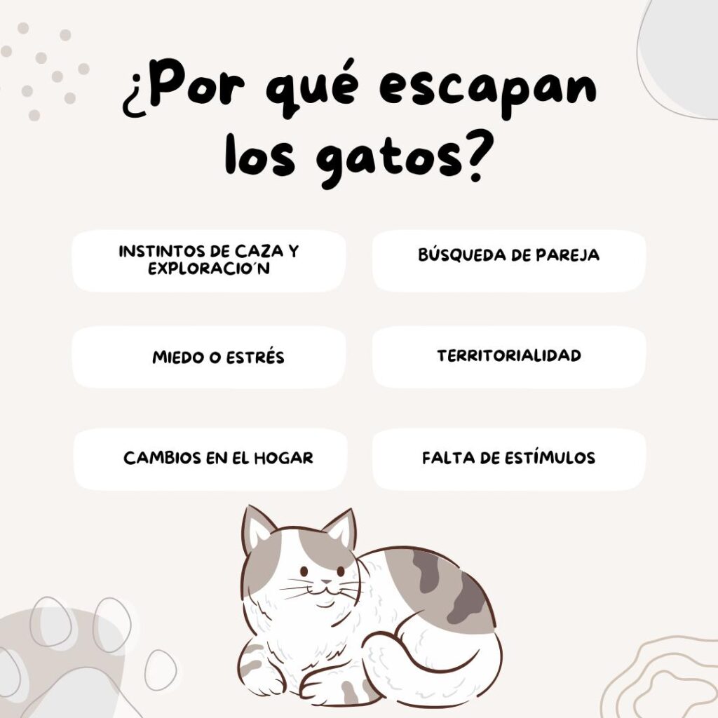 Infografía en la que se se enumeran los motivos por los que se escapan los felinos: Instintos, miedo, territorialidad, falta de estímulos, cambio en el hogar.